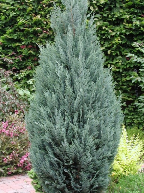 Chiparos albastru (Chamaecyparis law. Columnaris)