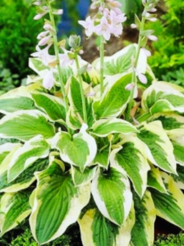 Crin de toamna (Hosta Mamma Mia)