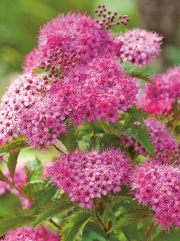 Cununita (Spiraea bumalda Crispa)