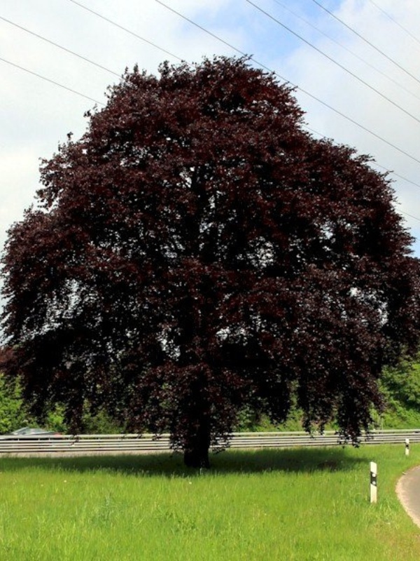 Fag rosu (Fagus sylvatica Atropunicea)