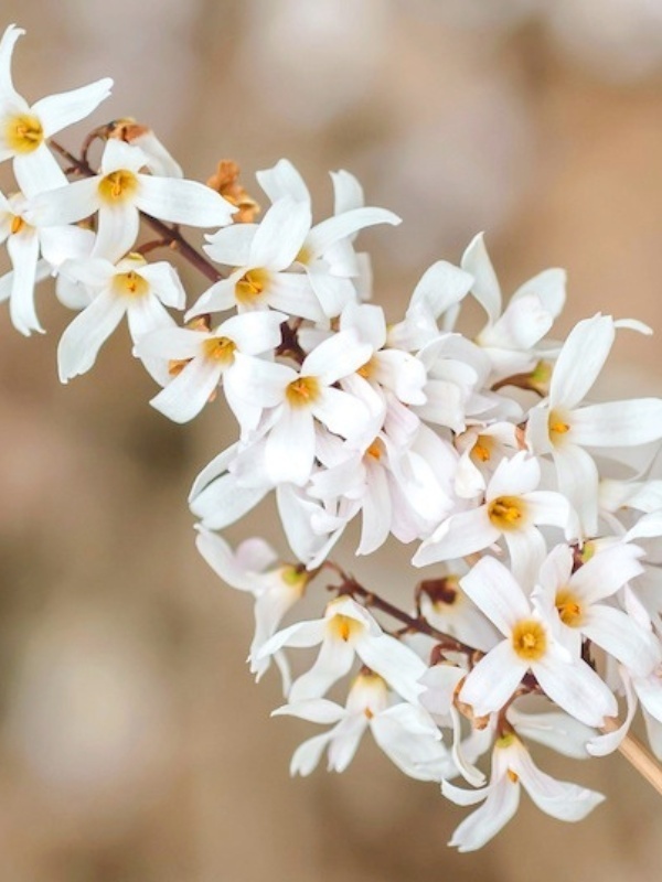 Forsitia alba (Abeliophyllum distichum)