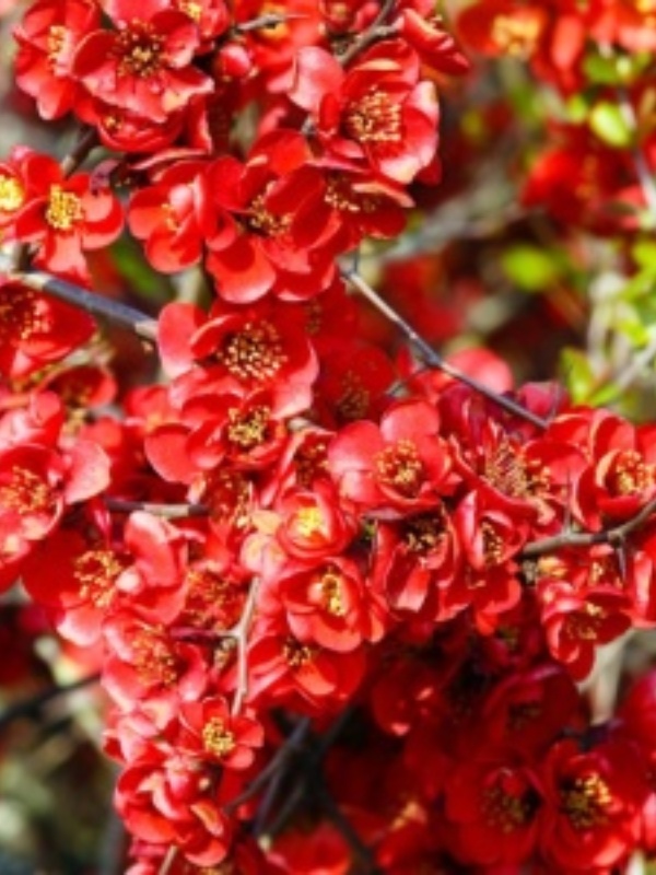 Gutui japonez (Chaenomeles superba Clementine)