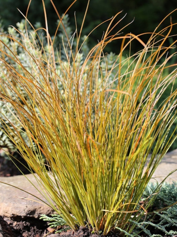 Iarbă decorativă (Carex testacea Prairie Fire) ghiveci 2L