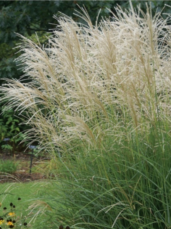 Iarba elefantului Graziella (Miscanthus sin. Graziella)