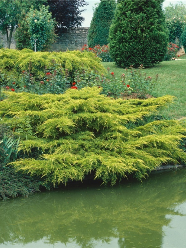 Ienupar auriu (Juniperus pf. Pfitzeriana Aurea)