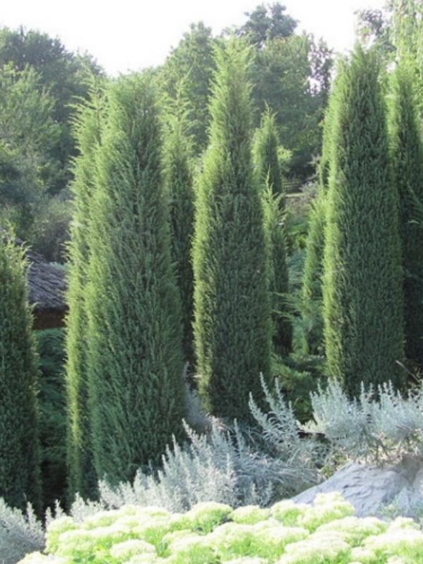 Ienupar (Juniperus Hibernica)
