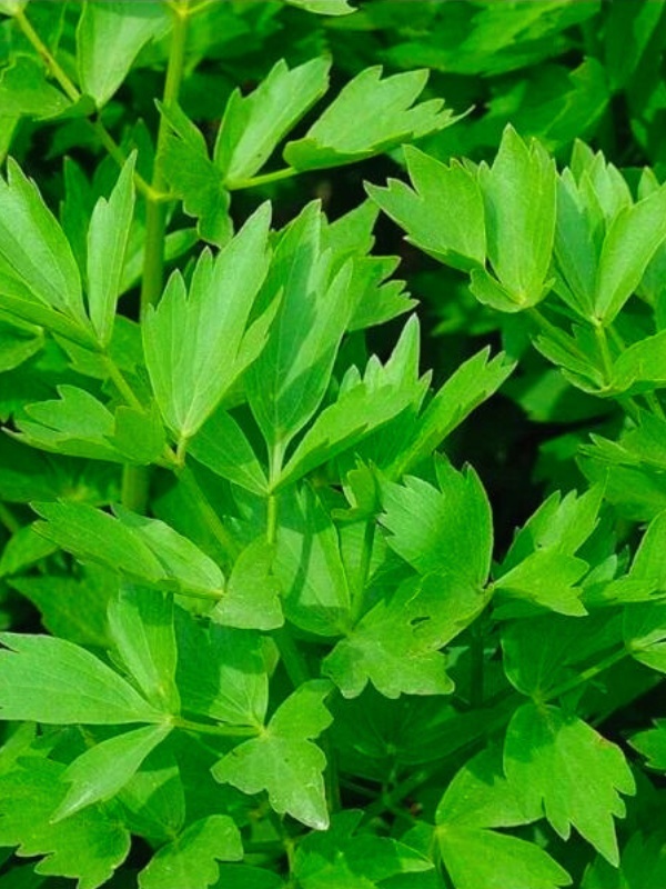 Leustean (Levisticum officinale)
