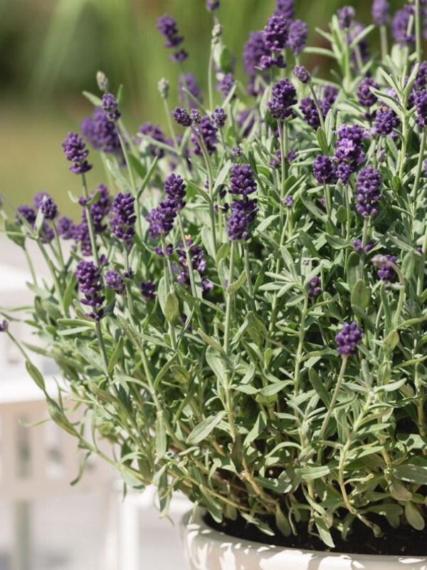 Levantica Dwarf Blue (Lavandula Dwarf Blue)