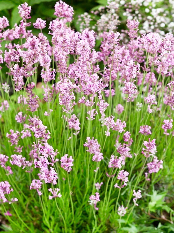 Levantica roz (Lavandula ang. Rosea)
