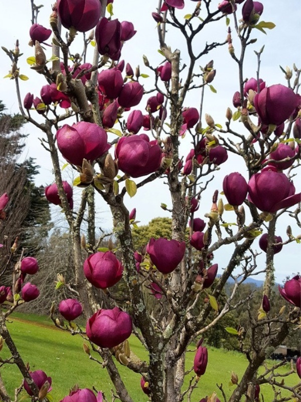 Magnolia Black tulip