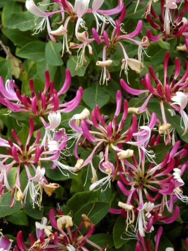 Mana Maicii Domnului ( Lonicera per Serotina)