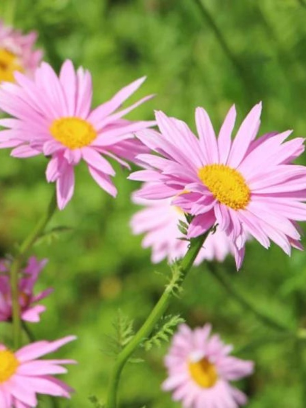 Margarete roz (Tanacetum Robinsons rose)