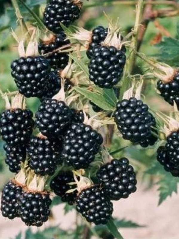 Mur fara spini (Rubus hirtus Thornless evergreen)