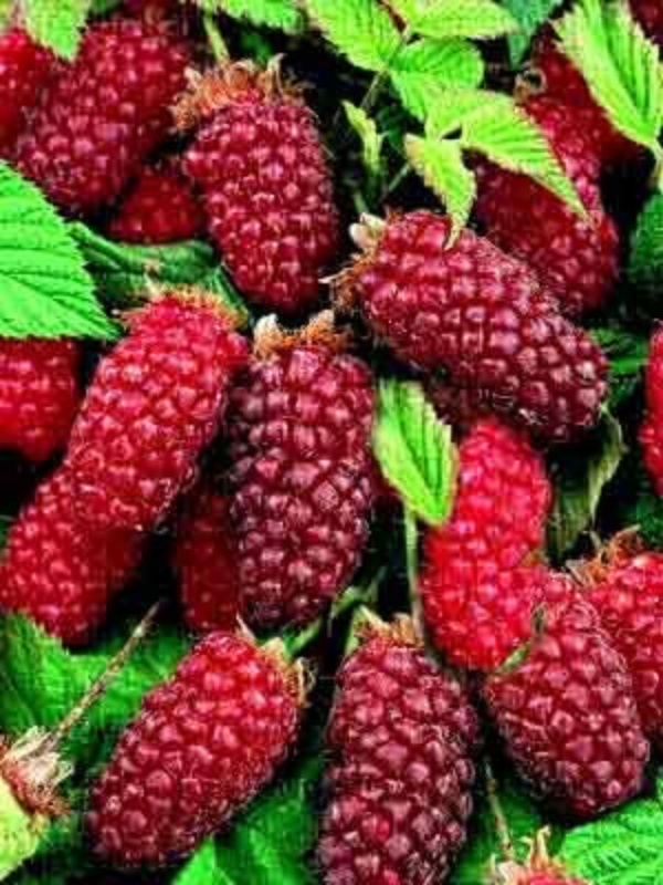 Mur-Zmeur (Rubus Tayberry)