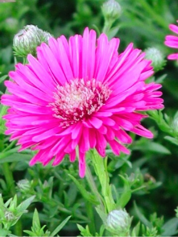 Stelute de toamna (Aster jenny) 2L