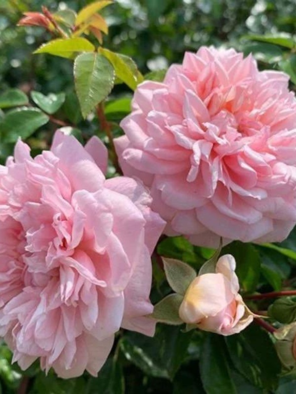 Trandafir (Rosa Paul Noel)
