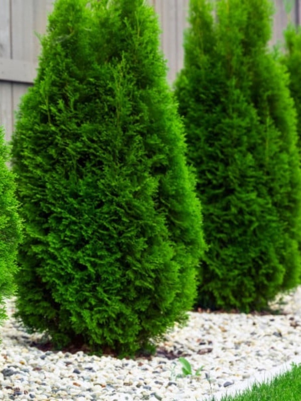 Tuia piramidala (Thuja Pyramidalis compacta)