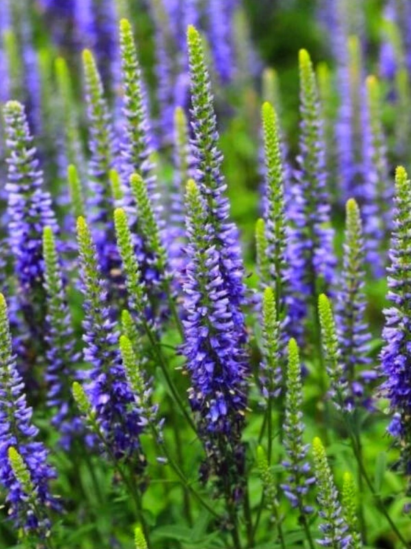 Veronica albastra (Veronica spicata Nana Blauteppich)