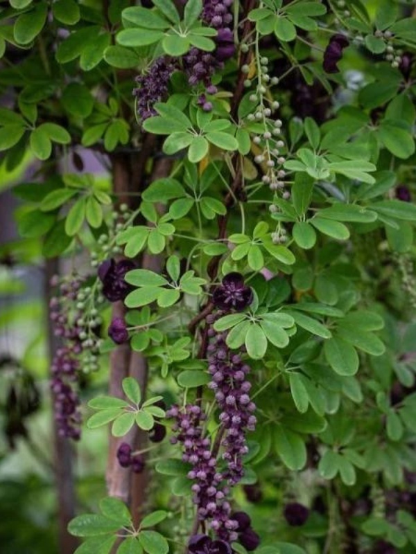 Vita de ciocolata (Akebia quinata)