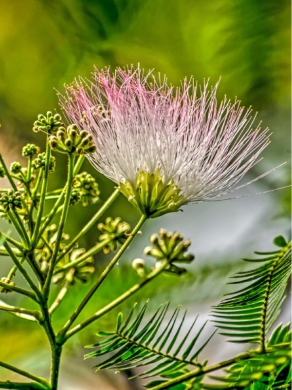 Arborele de matase (Albizia julibrissin)