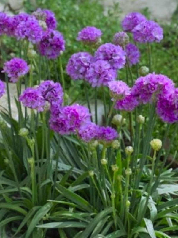 Armeria pseudarmeria Ballerina Purple Rose