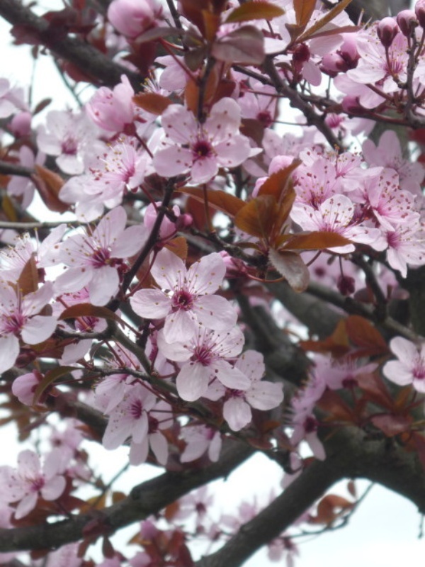 Corcodus rosu (Prunus cerasifera Nigra)