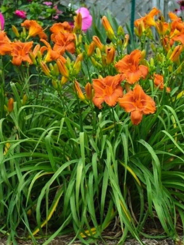 Crin de o zi (Hemerocallis crown of fire)
