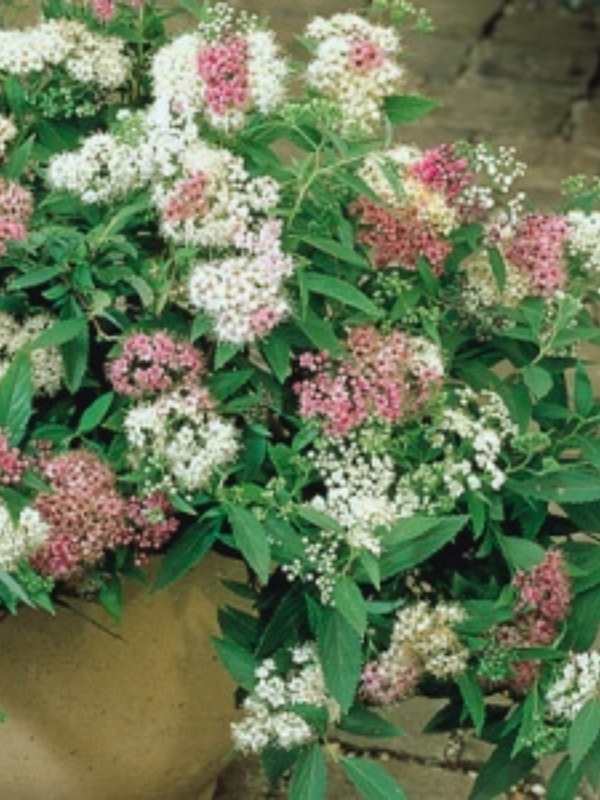 Cununita colorata (Spiraea japonica Genpei)