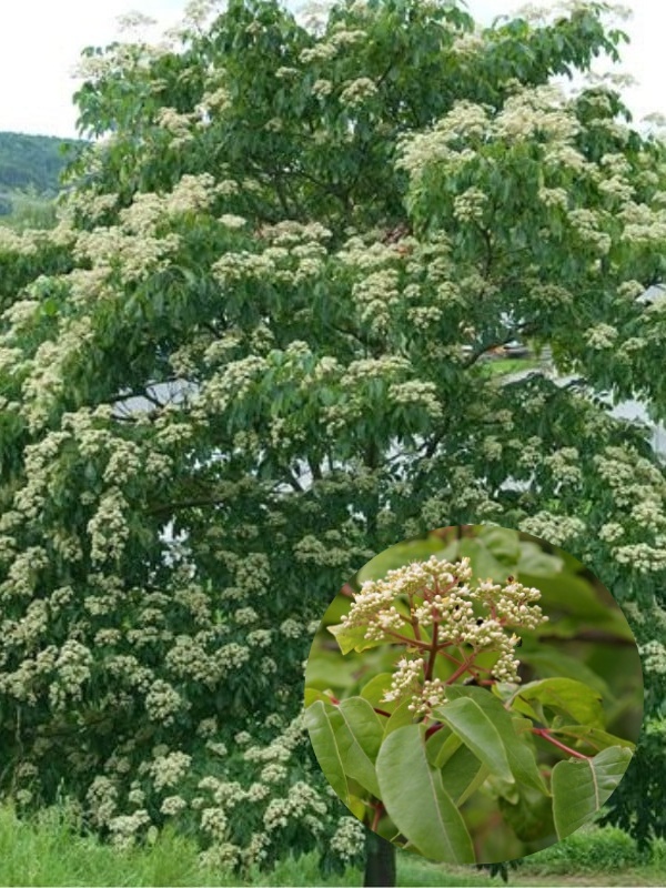 Evodia (Euodia hupehensis)