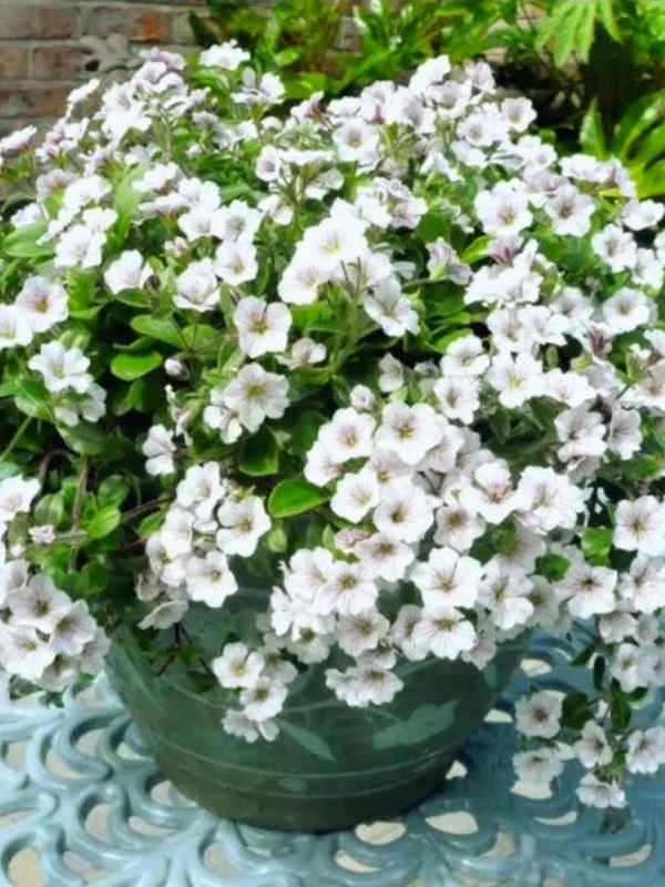 Floarea miresei alba (Gypsophila cerastioides white)