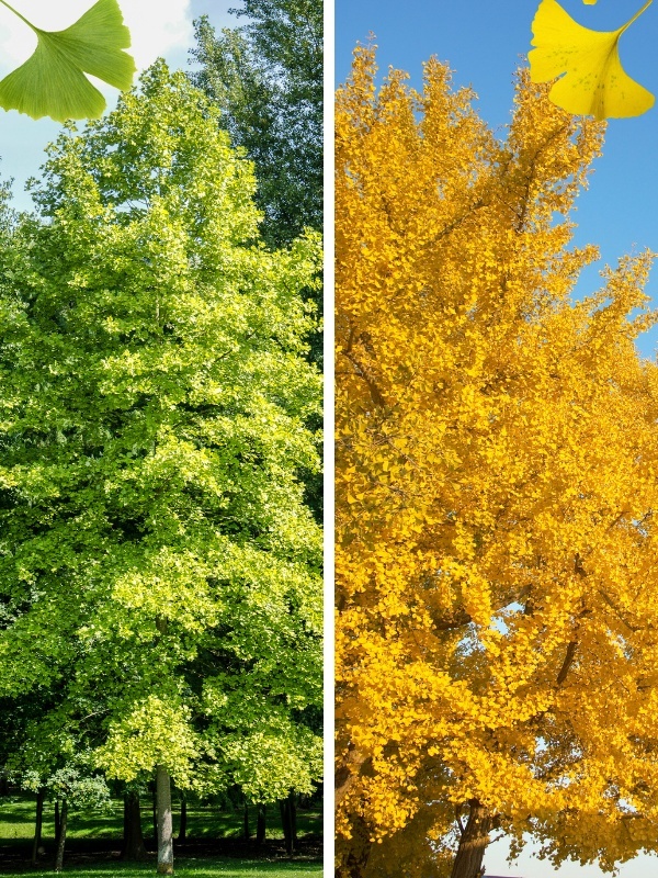 Ginkgo (Ginkgo biloba)