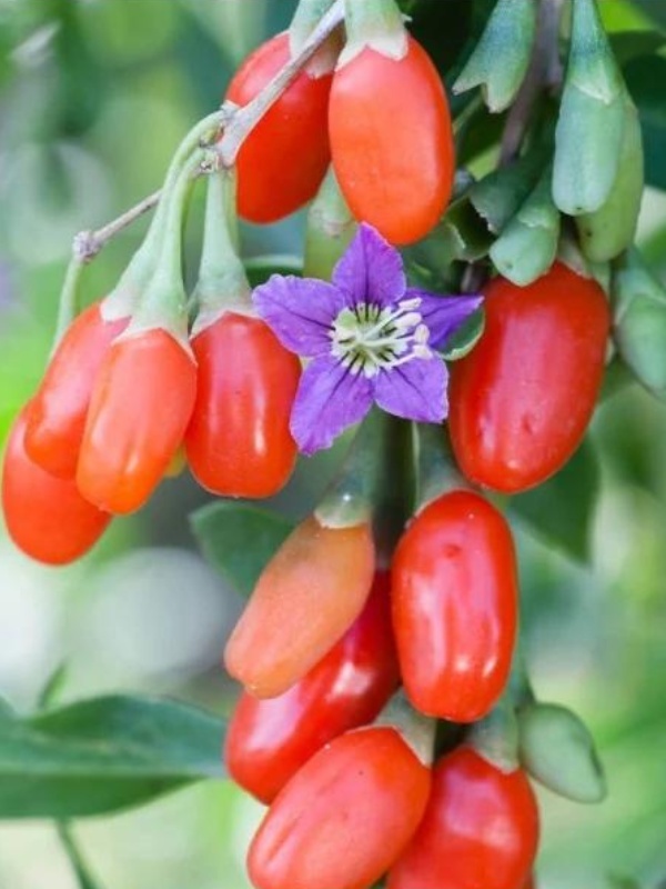 Goji (Lycium barbarum)