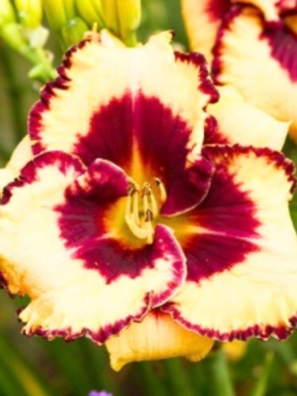 Hemerocallis 'open my eyes'