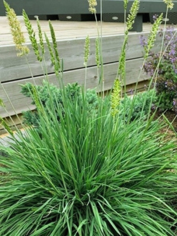Iarba albastra (Koeleria glauca Coolio)