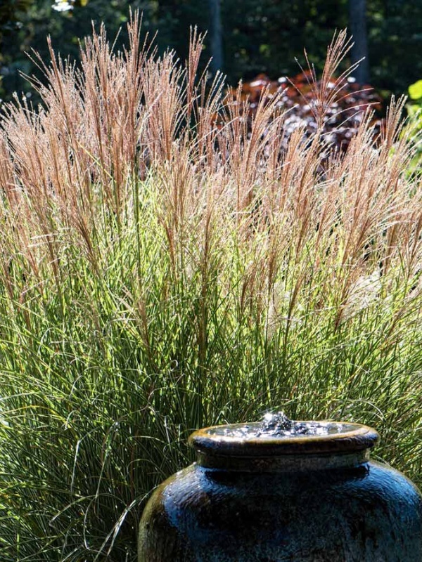 Iarba elefantului (Miscanthus sin. Morning Light)