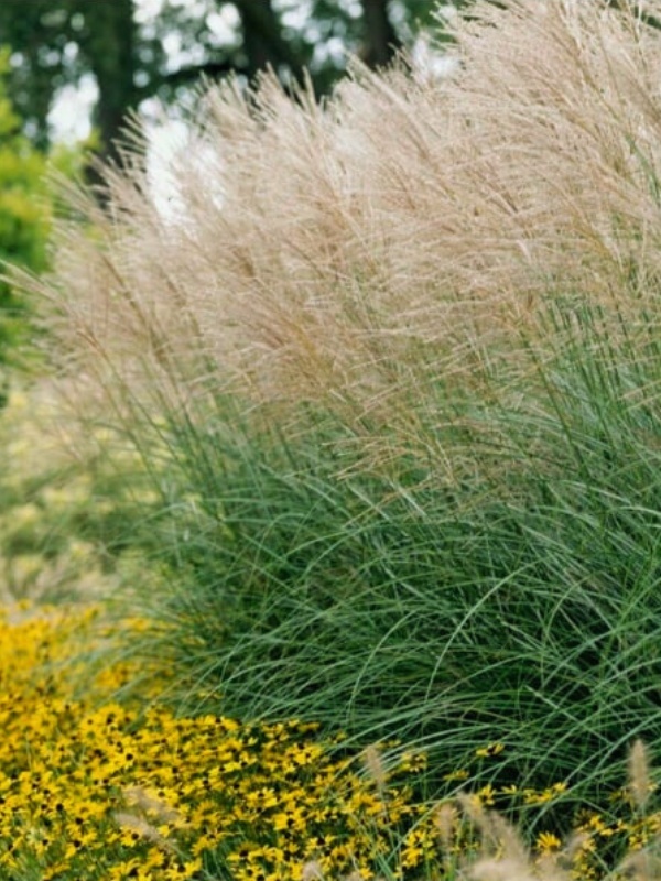 Iarba elefantului (Miscanthus sinensis)