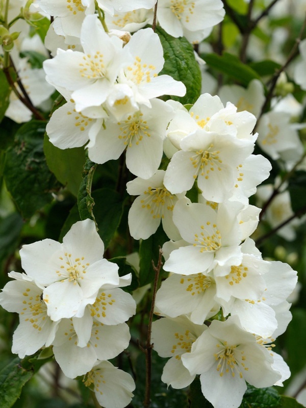 Iasomie (Philadelphus coronarius)