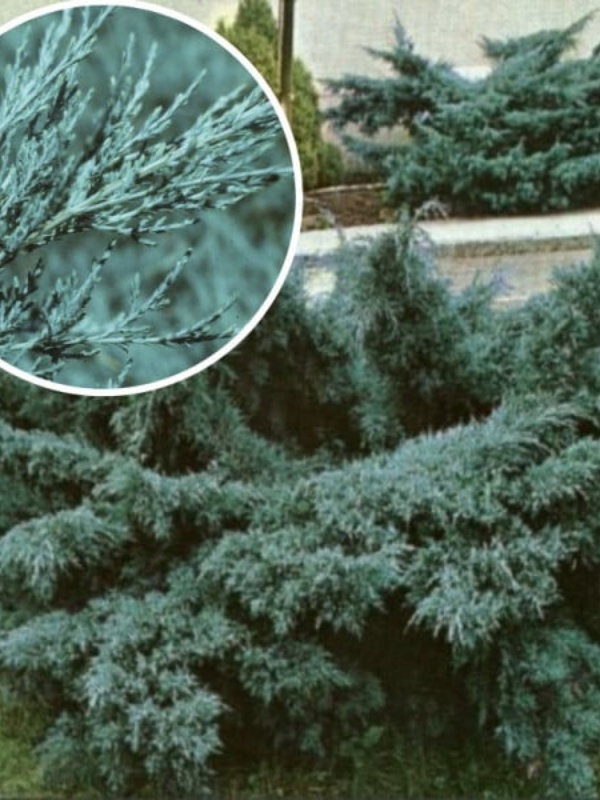 Ienupar albastrui (Juniperus pf. Pfitzeriana Glauca)