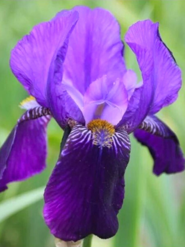 Iris Joanna