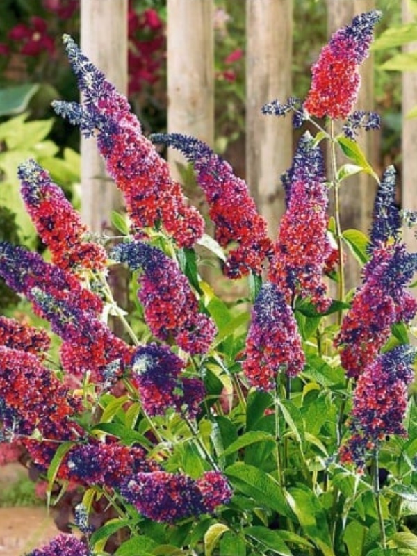 Liliac multicolor (Buddleja dav. Flower Power)
