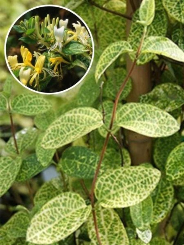 Mana Maicii Domnului (Lonicera jap. Aureoreticulata) ghiveci