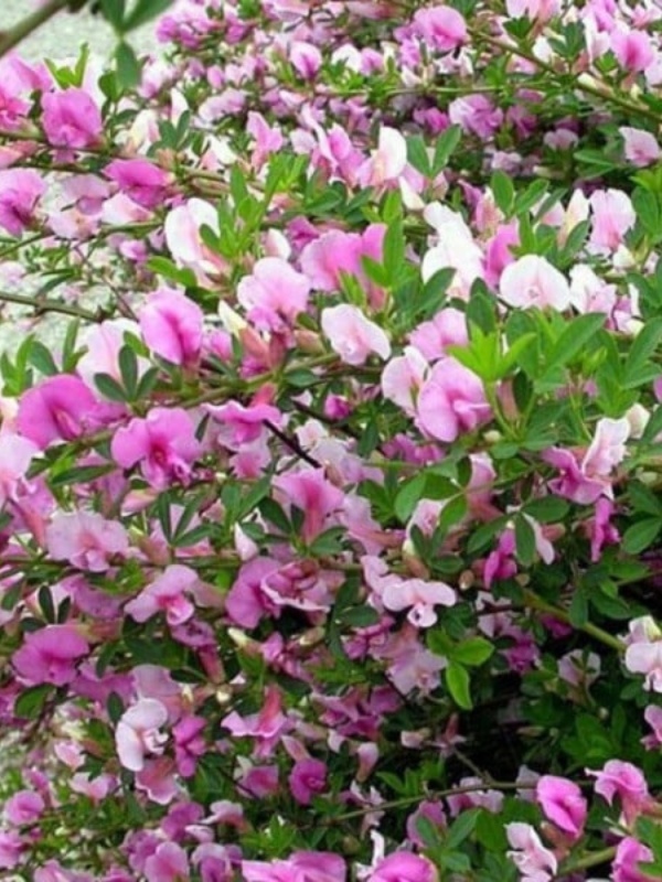 Maturica mov (Chamaecytisus purpureus)