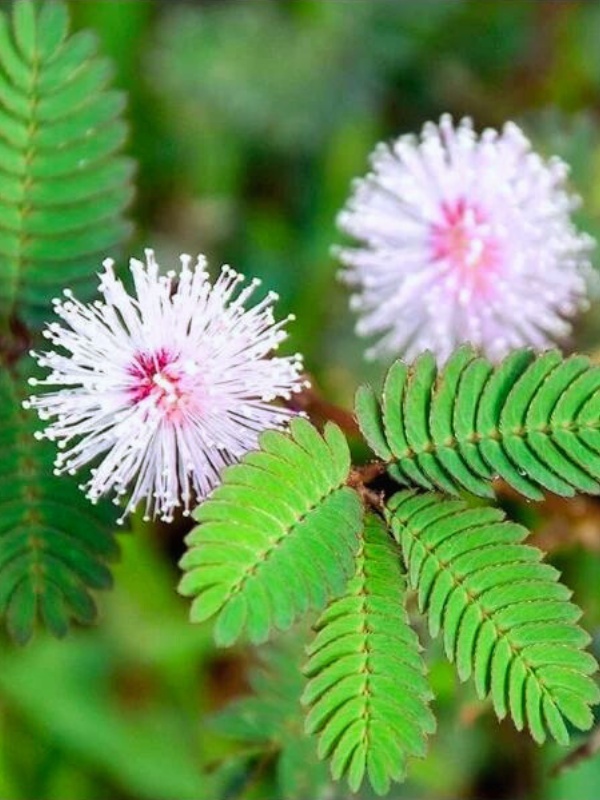 Mimoza (Mimosa pudica)