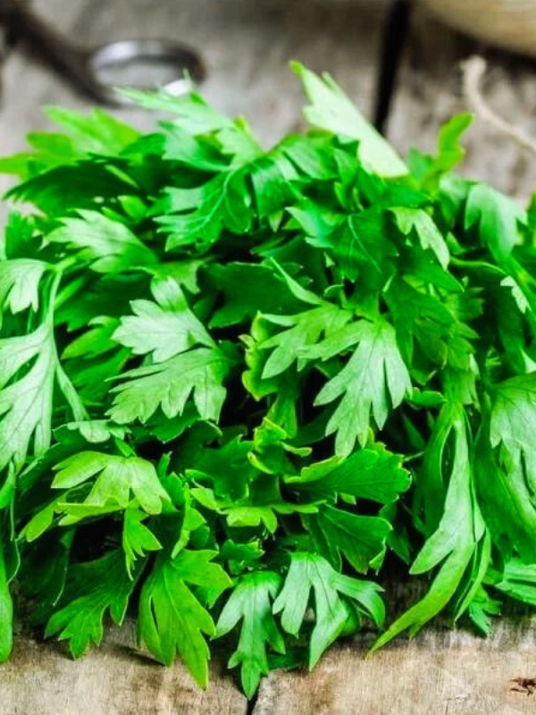 Patrunjel (Petroselinum crispum)