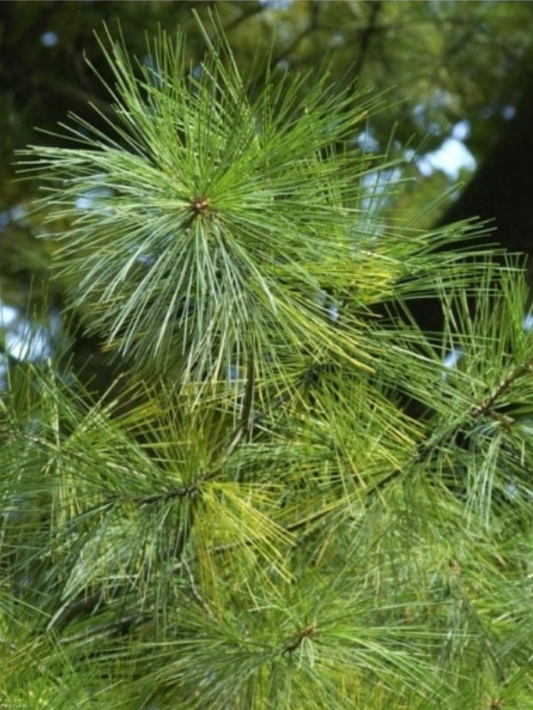 Pin neted (Pinus strobus)