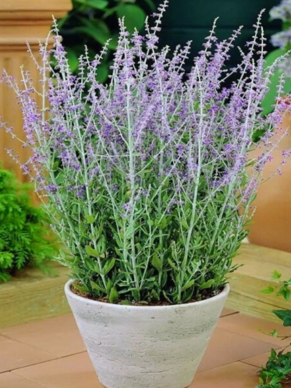 Salvie ruseasca (Perovskia atriplicifolia Blue Steel)