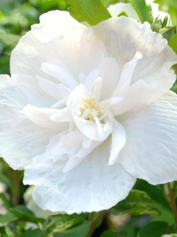Trandafir chinezesc alb batut (Hibiscus syriacus White Chiffon) ghiveci 1.5L