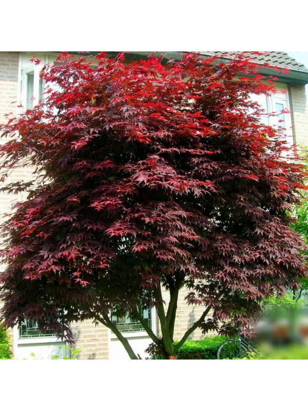 Artar japonez rosu (Acer palmatum atropurpureum)