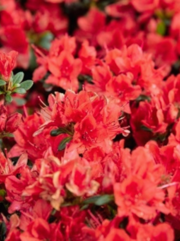 Azalee (Rhododendron Fridoline)