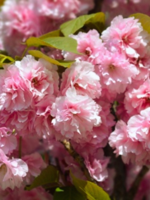 Cires japonez roz (Prunus serrlulata Kanzan)
